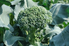 Broccoli-.jpg